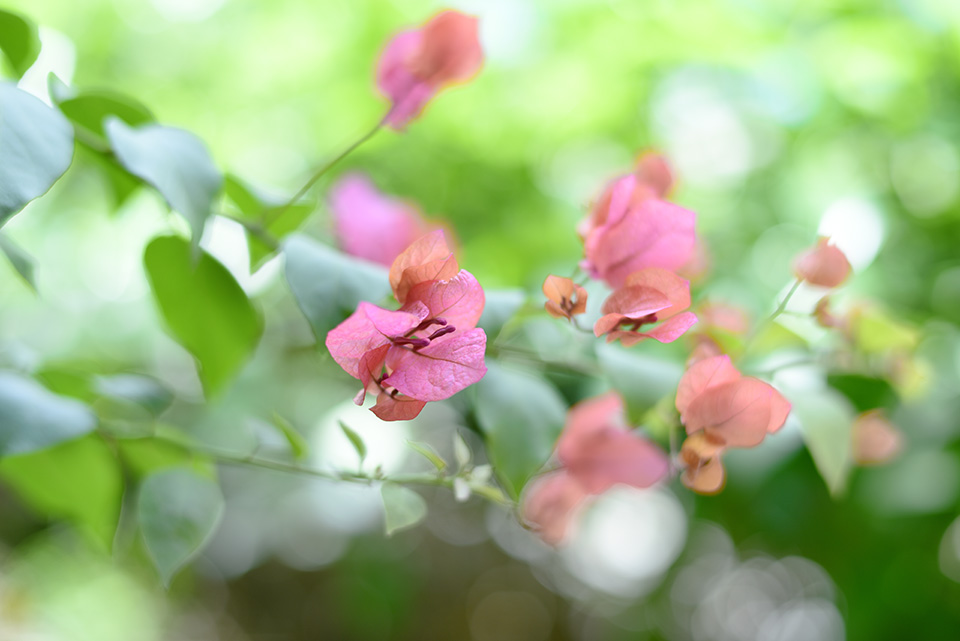 東京カメラ部2015写真展ニコンイメージングジャパントークショーイベント「楽園 ～三好和義が語る“魅せる”写真の秘密～」三好和義