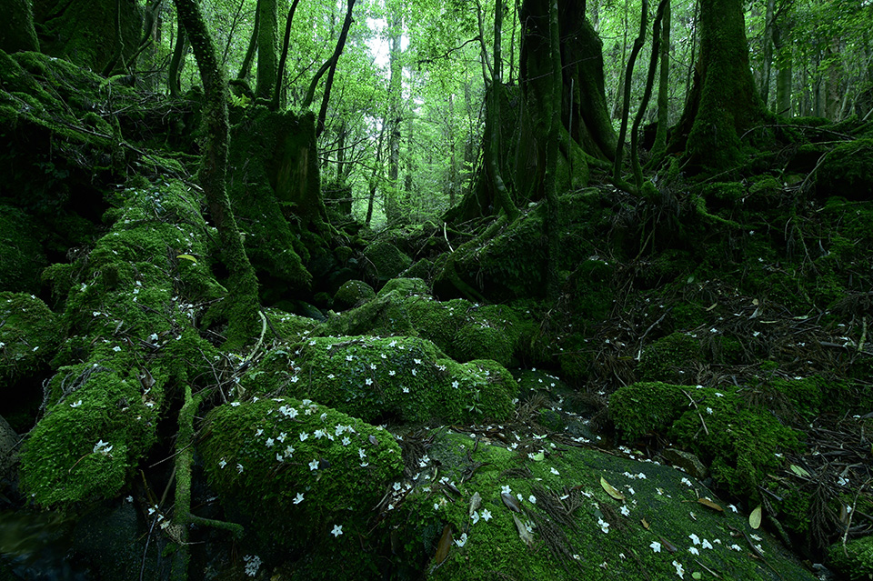 東京カメラ部2015写真展ニコンイメージングジャパントークショーイベント「楽園 ～三好和義が語る“魅せる”写真の秘密～」三好和義