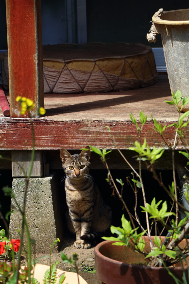 東京カメラ部10選 柄木孝志、工藤悦子、八木千賀子 × EOS 80Dパンフレットチャレンジ「スペシャルトーク」