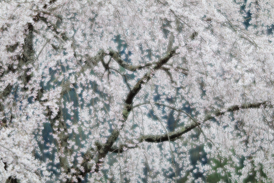 東京カメラ部10選 柄木孝志、工藤悦子、八木千賀子 × EOS 80Dパンフレットチャレンジ「スペシャルトーク」