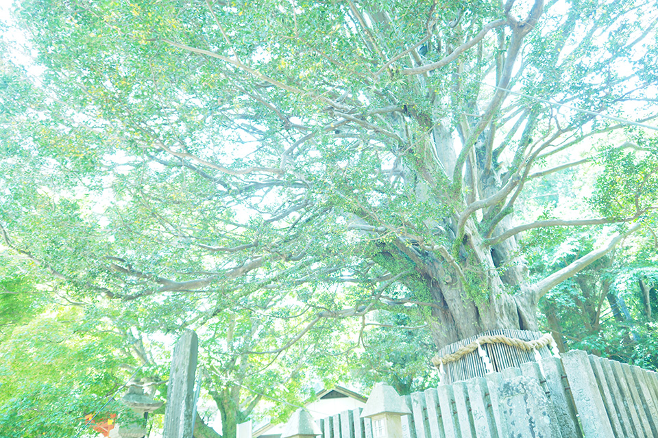 山本まりこ「OLYMPUS PEN-Fで作品作り　～エアリーカラーのつくり方『熊野古道を歩いています・中辺路』～」