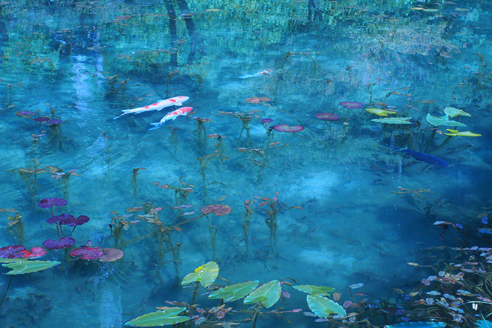 山本まりこ「OLYMPUS PEN-Fで作品作り　～エアリーカラーのつくり方『熊野古道を歩いています・中辺路』～」