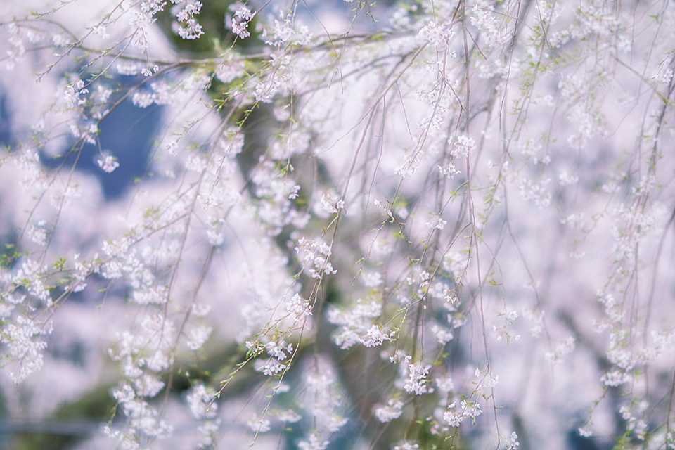 東京カメラ部10選 浅岡省一、Kyon.J、八木進、八木千賀子 × 東京カメラ部運営 他「個展を開催するということ」