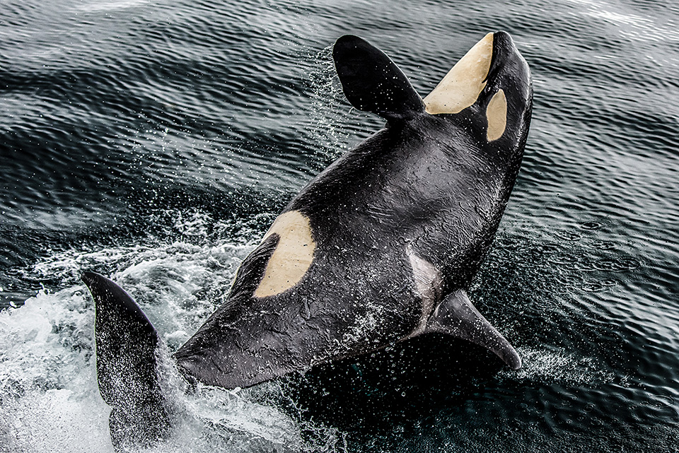 東京カメラ部10選 半田菜摘氏、別所隆弘氏「NIKKORレンズから覗く世界の光」