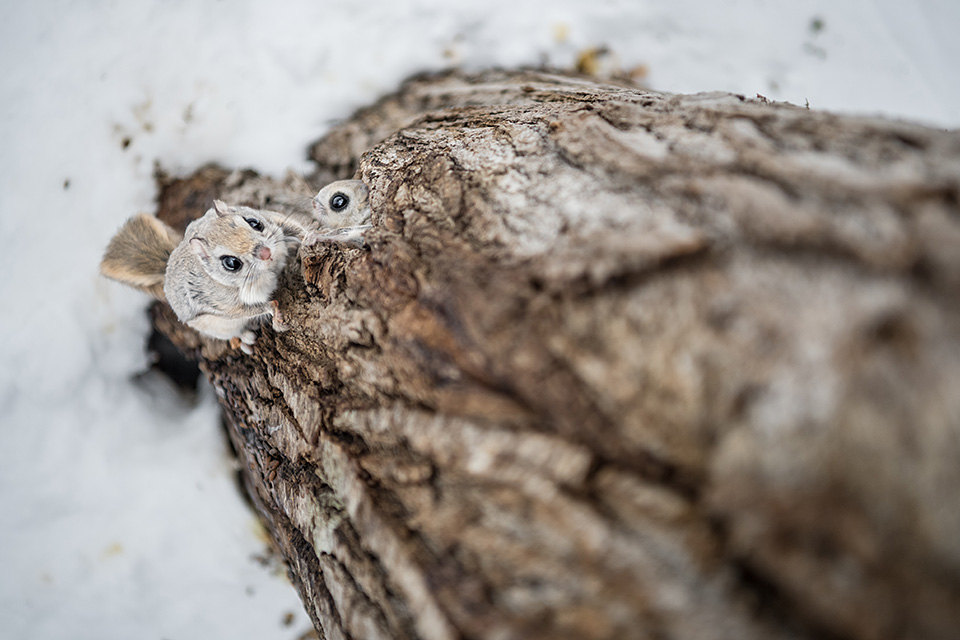 東京カメラ部10選 半田菜摘氏、別所隆弘氏「NIKKORレンズから覗く世界の光」