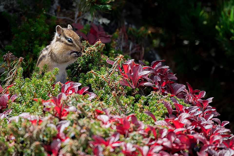 東京カメラ部10選 鈴木悠介氏、半田菜摘氏 × ソニーイメージングプロダクツ＆ソリューションズ 神保秀人氏
