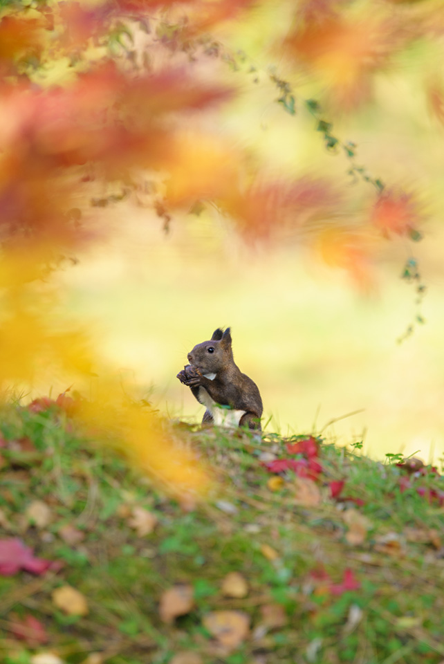 東京カメラ部10選 鈴木悠介氏、半田菜摘氏 × ソニーイメージングプロダクツ＆ソリューションズ 神保秀人氏