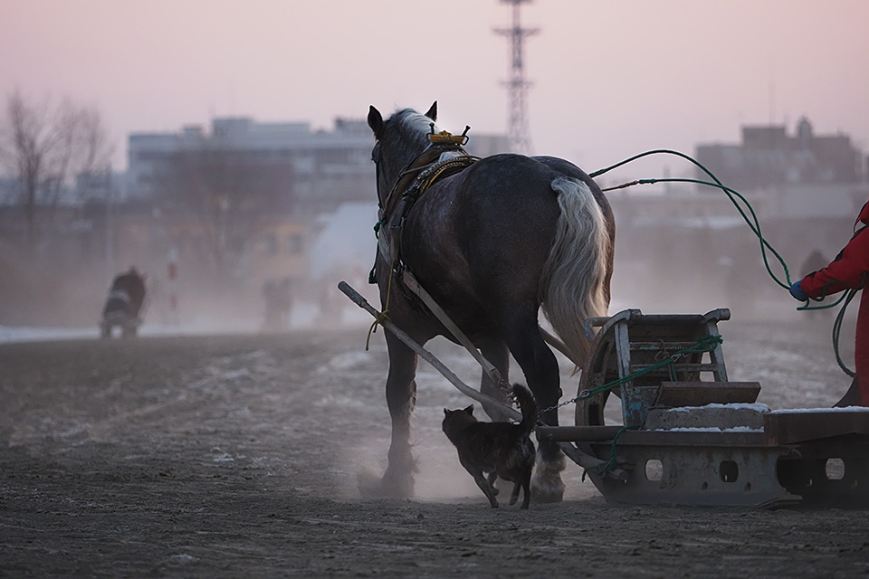 北海道 帯広市(ばんえい十勝)：カメラマン 山岸伸、帯広市副市長 田中敬二、東京カメラ部運営「ばんえい競馬」｜東京カメラ部2019写真展