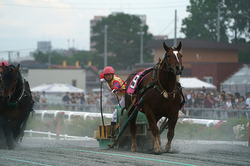 北海道 帯広市(ばんえい十勝)：カメラマン 山岸伸、帯広市副市長 田中敬二、東京カメラ部運営「ばんえい競馬」｜東京カメラ部2019写真展
