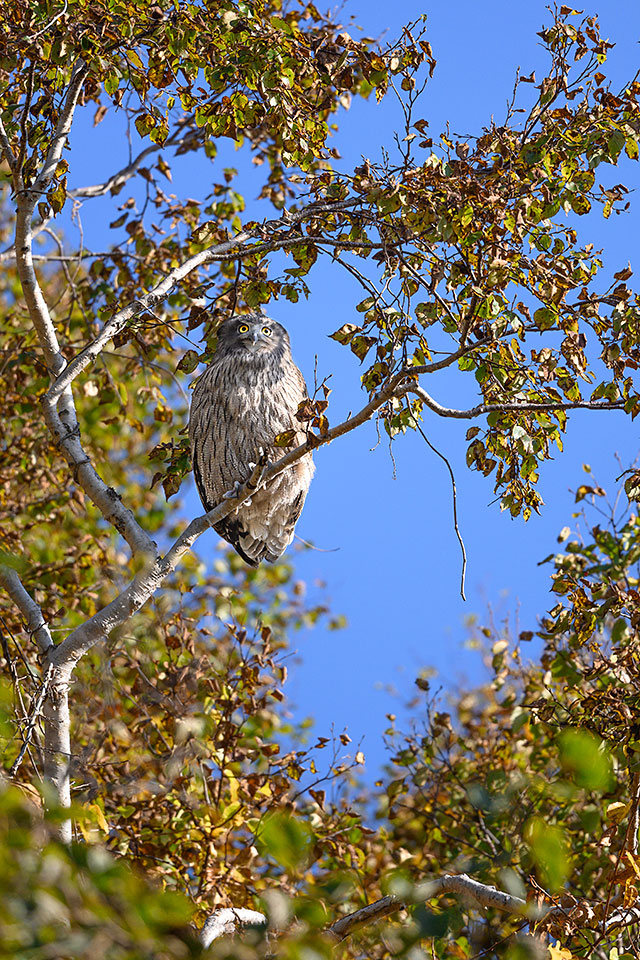 ニコンイメージングジャパン：東京カメラ部10選 半田菜摘氏、石田卓士氏「フルサイズミラーレスでとらえる、風景と生命」｜東京カメラ部2019写真展