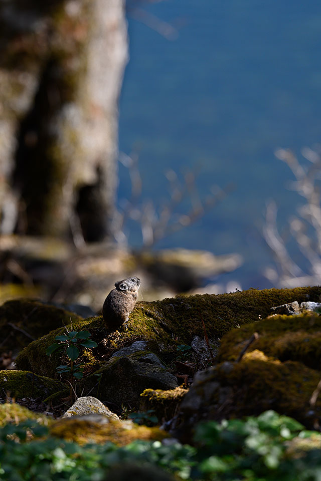 ニコンイメージングジャパン：東京カメラ部10選 半田菜摘氏、石田卓士氏「フルサイズミラーレスでとらえる、風景と生命」｜東京カメラ部2019写真展