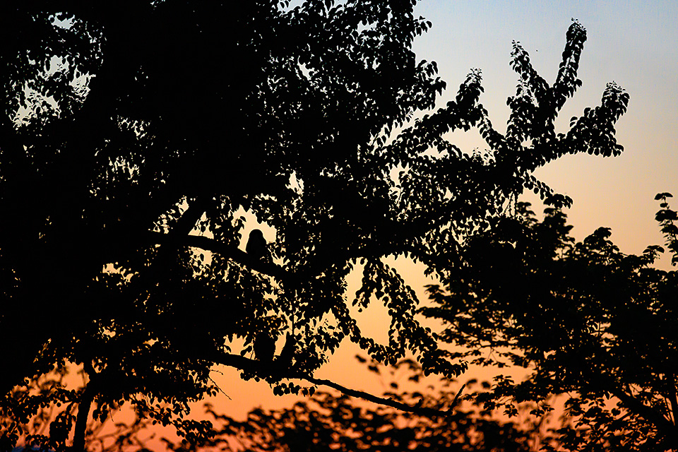 ニコンイメージングジャパン：東京カメラ部10選 半田菜摘氏、石田卓士氏「フルサイズミラーレスでとらえる、風景と生命」｜東京カメラ部2019写真展