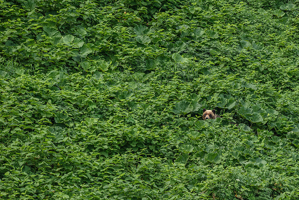ニコンイメージングジャパン：東京カメラ部10選 半田菜摘氏、石田卓士氏「フルサイズミラーレスでとらえる、風景と生命」｜東京カメラ部2019写真展