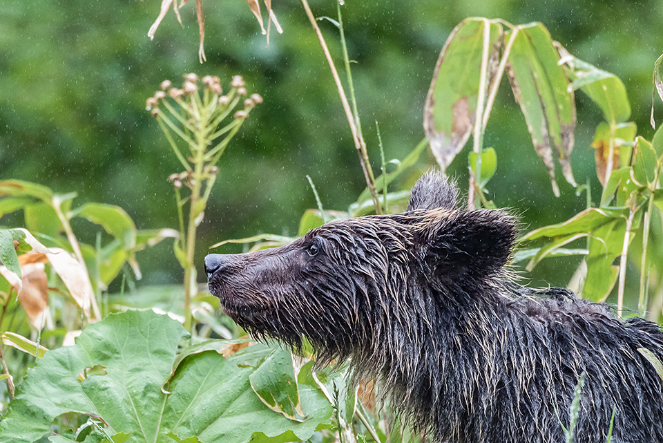 ニコンイメージングジャパン：東京カメラ部10選 半田菜摘氏、石田卓士氏「フルサイズミラーレスでとらえる、風景と生命」｜東京カメラ部2019写真展