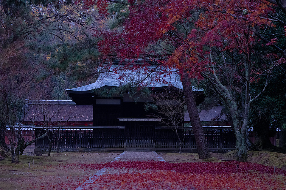 総本山仁和寺 執行長 真言宗御室派宗務総長 吉田正裕、東京カメラ部10選 柄木孝志、別所隆弘、浅岡省一、東京カメラ部運営「仁和寺×東京カメラ部　日本の文化財の美しさを後世に伝える　～青もみじライトアップ2019～」｜東京カメラ部2019写真展