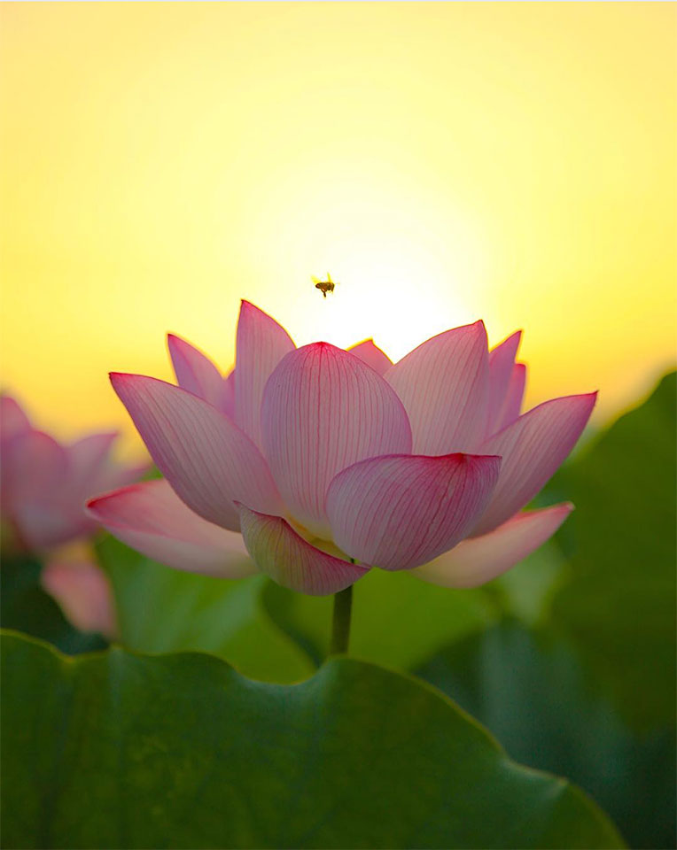 東京カメラ部10選 加藤康朝氏、香川美穂氏、Sallu氏、野上香織氏「世界は発見を待っている。」