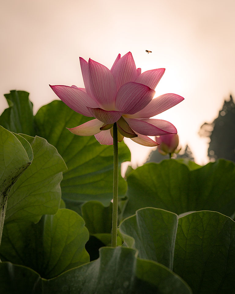 東京カメラ部10選 加藤康朝氏、香川美穂氏、Sallu氏、野上香織氏「世界は発見を待っている。」